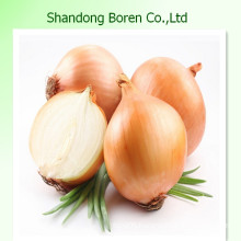 2015 Chinese Famous High Quality Onion